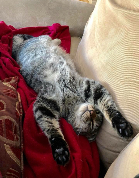 Entry image for Bean. Clicking this image will show a larger photo