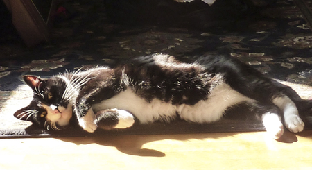 Entry image for Cowboy. Clicking this image will show a larger photo