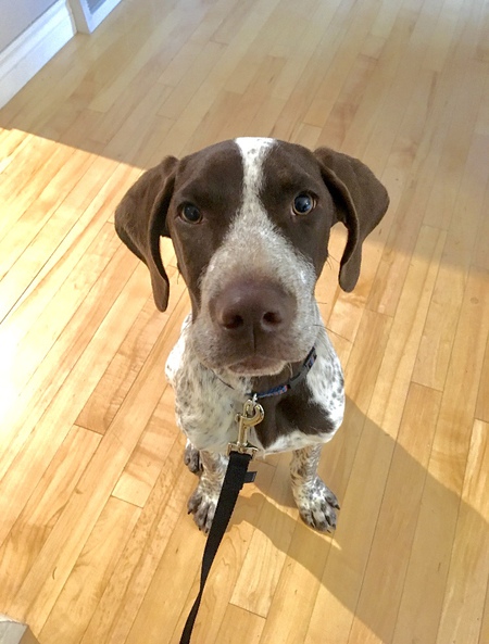 Entry image for Jax. Clicking this image will show a larger photo