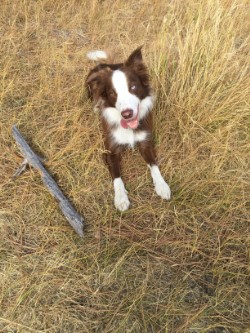 Entry image for Havoc McHoundly. Clicking this image will show a larger photo