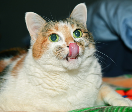 Entry image for Daisy. Clicking this image will show a larger photo