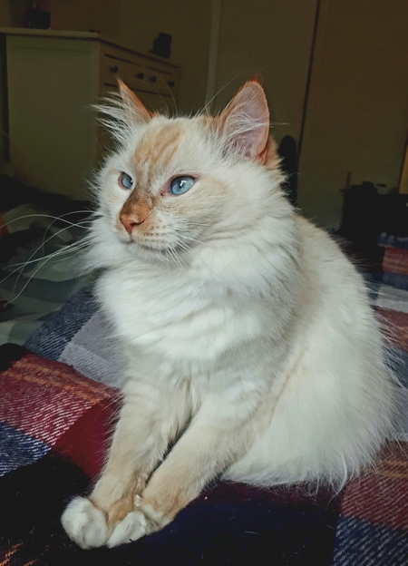 Entry image for The Duchess. Clicking this image will show a larger photo