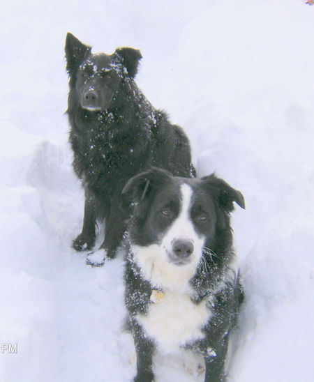 Entry image for Pooh Bear and Panda Bear. Clicking this image will show a larger photo