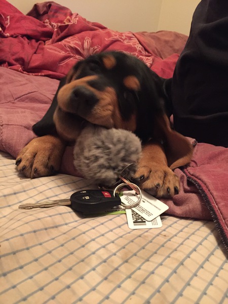 Entry image for Rogue. Clicking this image will show a larger photo