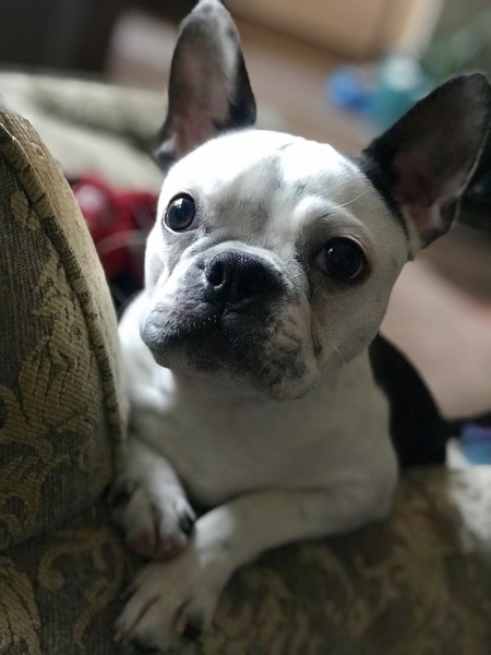 Entry image for Hugo. Clicking this image will show a larger photo