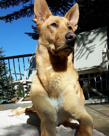 Entry image for Buddy. Clicking this image will show a larger photo