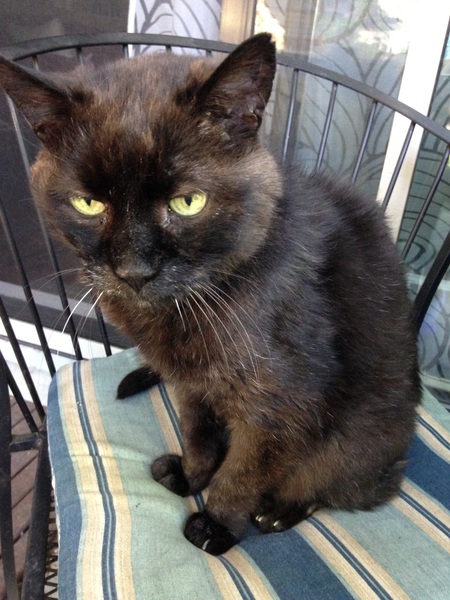 Entry image for Harley. Clicking this image will show a larger photo