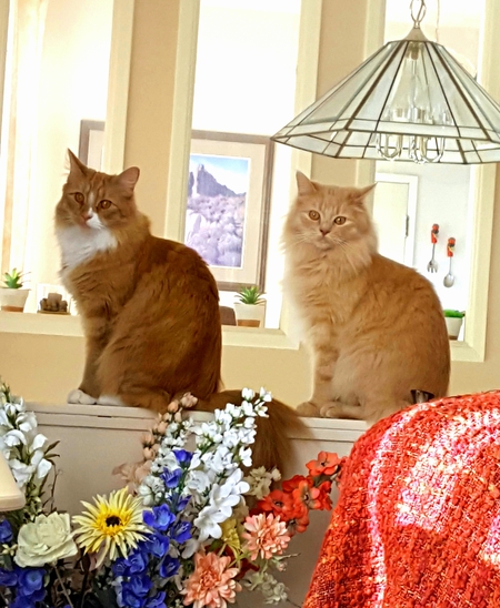 Entry image for Caesar and Tulo. Clicking this image will show a larger photo