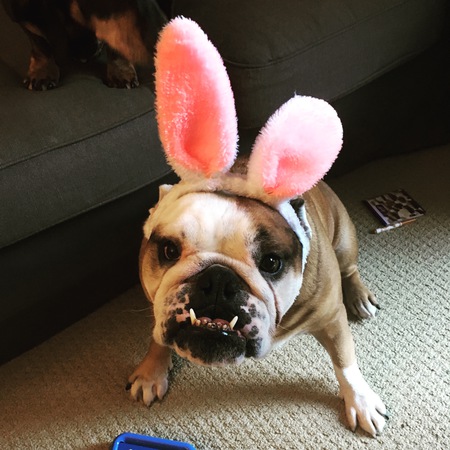 Entry image for Stella. Clicking this image will show a larger photo