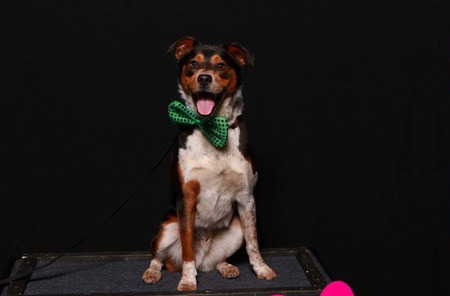 Entry image for Bentley. Clicking this image will show a larger photo