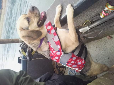 Entry image for Bailey. Clicking this image will show a larger photo