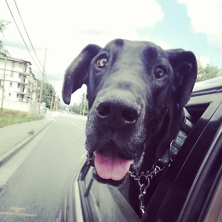 Entry image for Harley. Clicking this image will show a larger photo