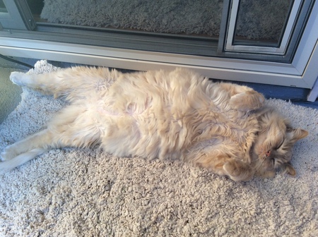 Entry image for Morgan Cassidy. Clicking this image will show a larger photo