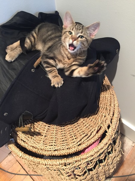 Entry image for Louie. Clicking this image will show a larger photo