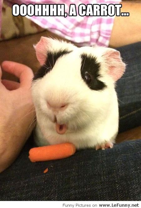 Entry image for Mr. Cuddles. Clicking this image will show a larger photo