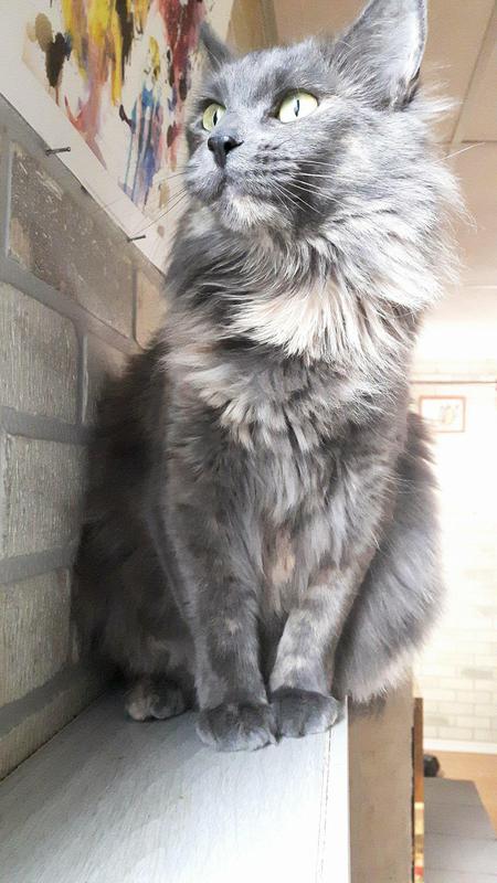 Entry image for Cotton. Clicking this image will show a larger photo