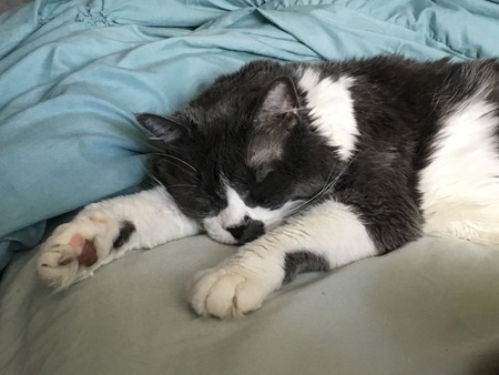 Entry image for Suki. Clicking this image will show a larger photo