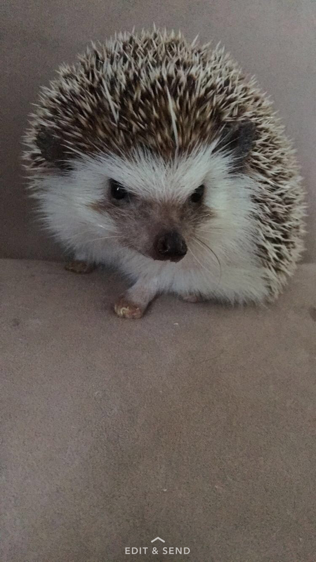 Entry image for Spike. Clicking this image will show a larger photo