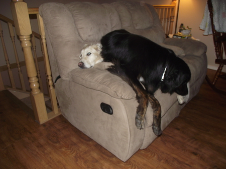 Entry image for lucy and izzie. Clicking this image will show a larger photo