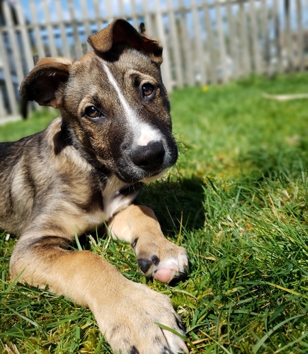 Entry image for Balto. Clicking this image will show a larger photo