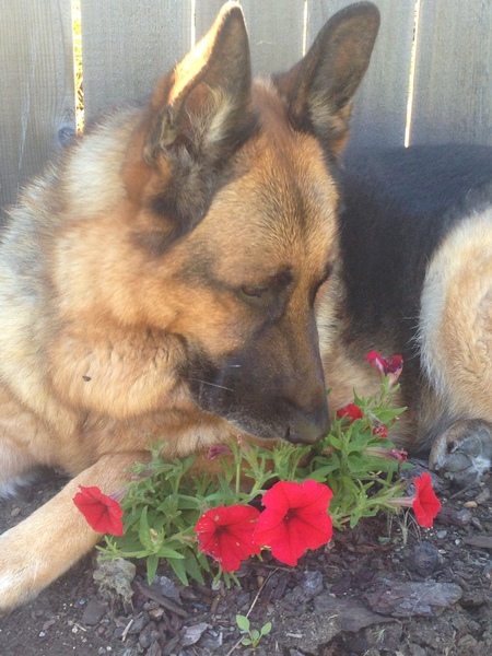 Entry image for Diesel. Clicking this image will show a larger photo