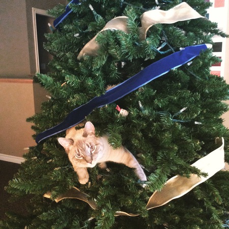 Entry image for Norman. Clicking this image will show a larger photo