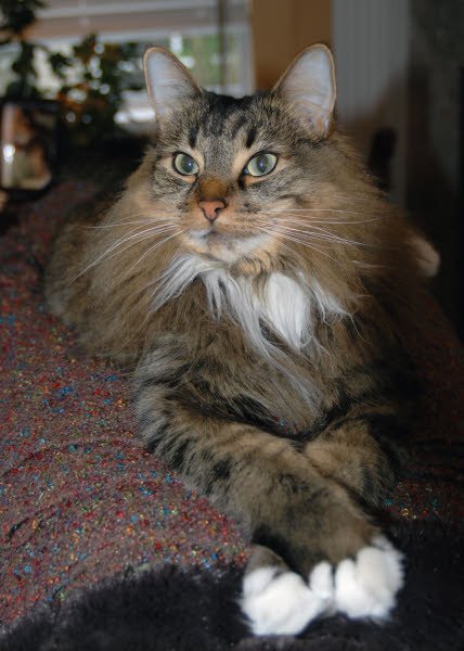 Entry image for KCB. Clicking this image will show a larger photo