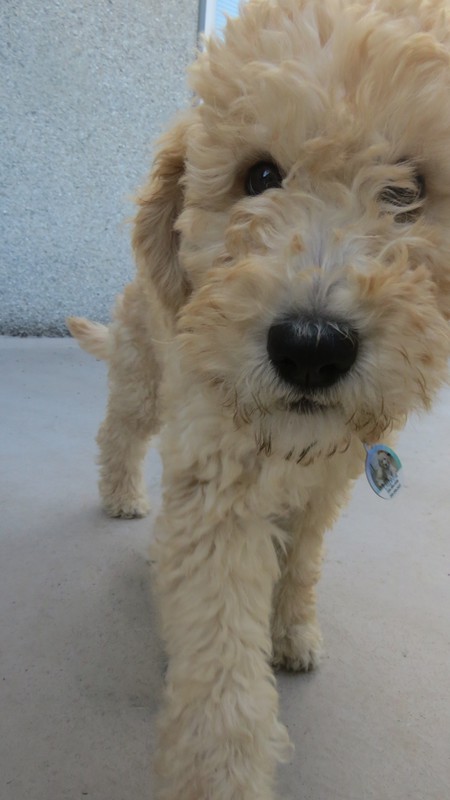 Entry image for Daphne. Clicking this image will show a larger photo