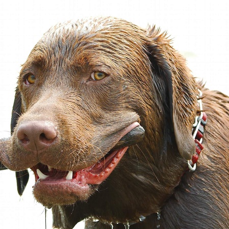 Entry image for Tucker. Clicking this image will show a larger photo