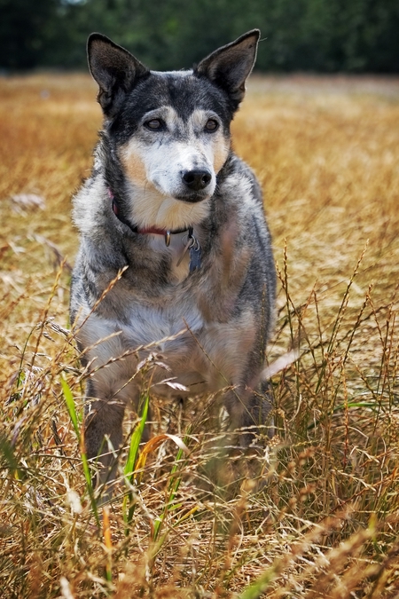 Entry image for Jasmine. Clicking this image will show a larger photo