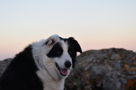 Entry image for Shelby. Clicking this image will show a larger photo