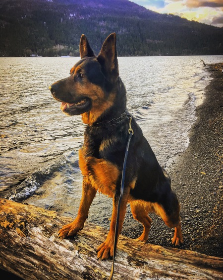 Entry image for Bailey. Clicking this image will show a larger photo