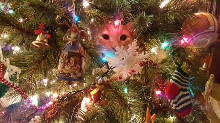 Entry image for Matilda. Clicking this image will show a larger photo