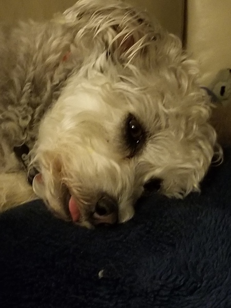 Entry image for Odie. Clicking this image will show a larger photo