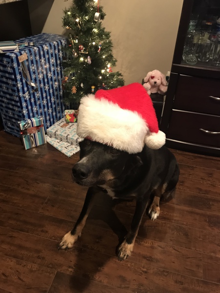 Entry image for Murphy . Clicking this image will show a larger photo