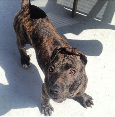 Entry image for Stella. Clicking this image will show a larger photo