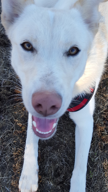 Entry image for Luna. Clicking this image will show a larger photo