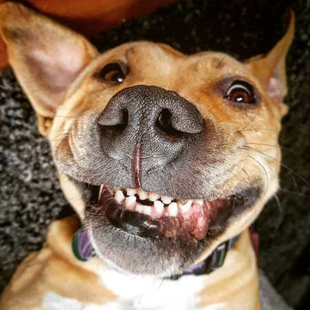 Entry image for Cali . Clicking this image will show a larger photo