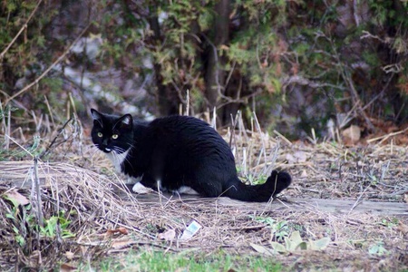 Entry image for Batman. Clicking this image will show a larger photo