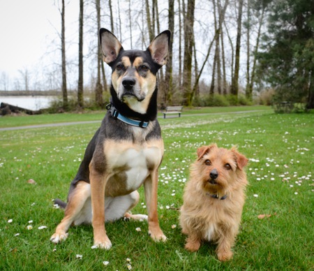 Entry image for Stella and Riley. Clicking this image will show a larger photo