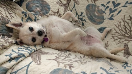 Entry image for Dixie. Clicking this image will show a larger photo