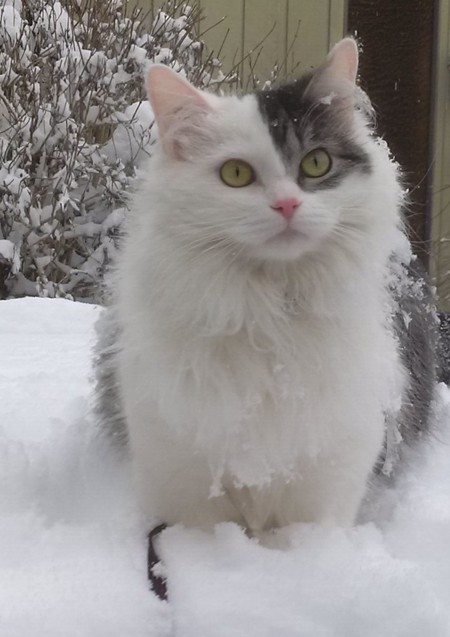 Entry image for Abby. Clicking this image will show a larger photo