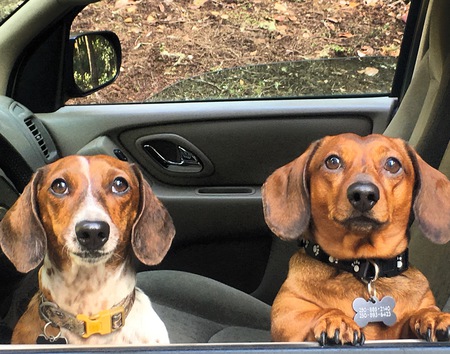 Entry image for Scout&Bruno. Clicking this image will show a larger photo