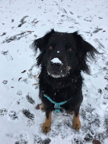 Entry image for Bella . Clicking this image will show a larger photo