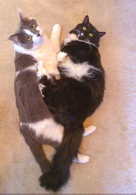 Entry image for Angell & Chloe's love heart. Clicking this image will show a larger photo