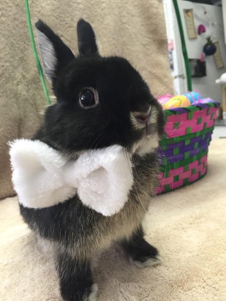 Entry image for Dusty Crophopper. Clicking this image will show a larger photo