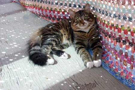 Entry image for Cuddles. Clicking this image will show a larger photo