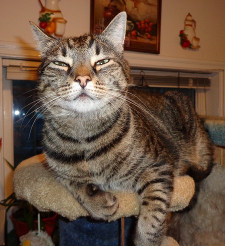 Entry image for Jaxxon. Clicking this image will show a larger photo