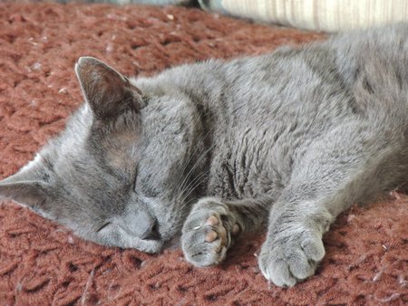 Entry image for Simon . Clicking this image will show a larger photo