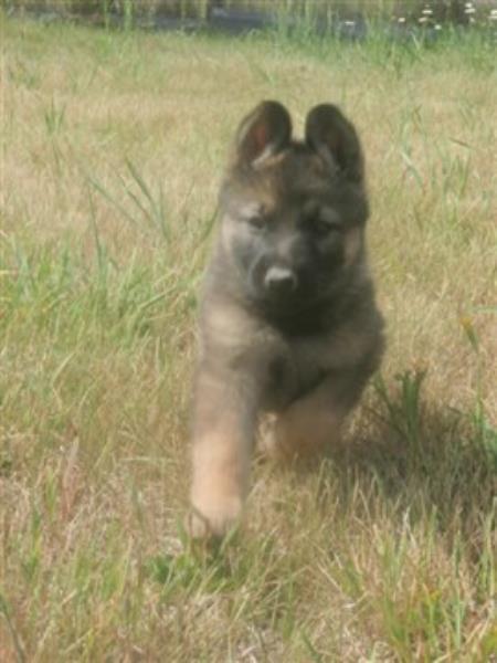 Entry image for Ecclissidiluna. Clicking this image will show a larger photo